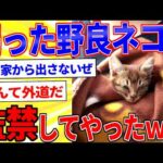 弱った子猫を保護した話【2ch面白いスレゆっくり解説】